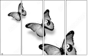 42537223