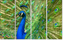 43782837