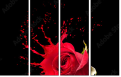 45070058