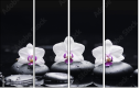 49632370