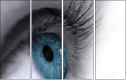 49921743