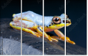 50366264