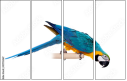 51755267