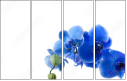 52702119