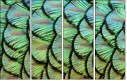 53512479