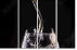 54808918
