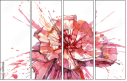 55217636