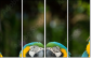56795972