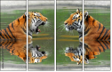 59476374