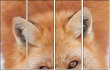 62758452