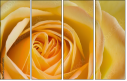 64954045