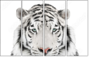 67172414
