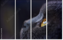 67261784