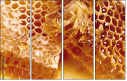 68182564