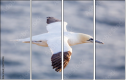 68956186