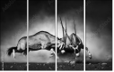 71412657