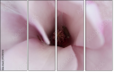 75397074