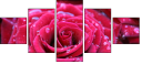 30650072