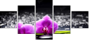 32250117