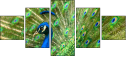 43782837