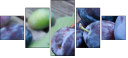 43823181