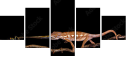 43866850