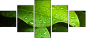 44282430