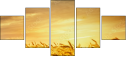 46459823