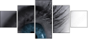 49921743