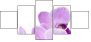 50610337