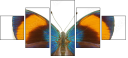 51555620