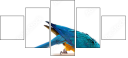 51755267
