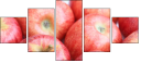 51930059