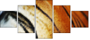 51974402