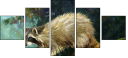 52717561