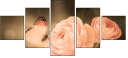 52744741