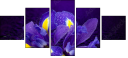 53724504