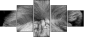 55206469