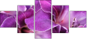 55741072
