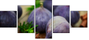 55956609
