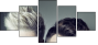 56245304