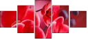 56946263
