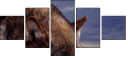 57250614