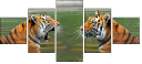 59476374