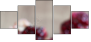 60166700