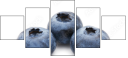 60359707
