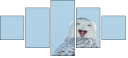 64588759