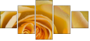 64954045