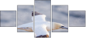 68956186