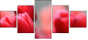 76096373